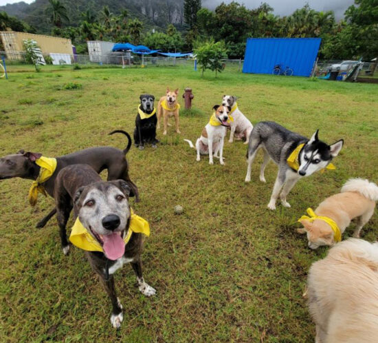 【2026年度版】ワイキキ、アラモアナ、カカアコエリアの厳選ペットフレンドリーなコンドミニアム20選