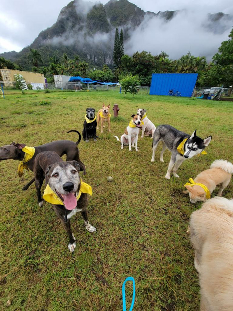 【2026年度版】ワイキキ、アラモアナ、カカアコエリアの厳選ペットフレンドリーなコンドミニアム20選